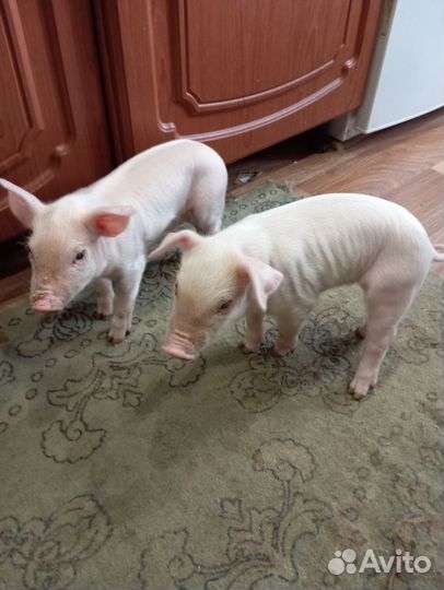 Продам поросят