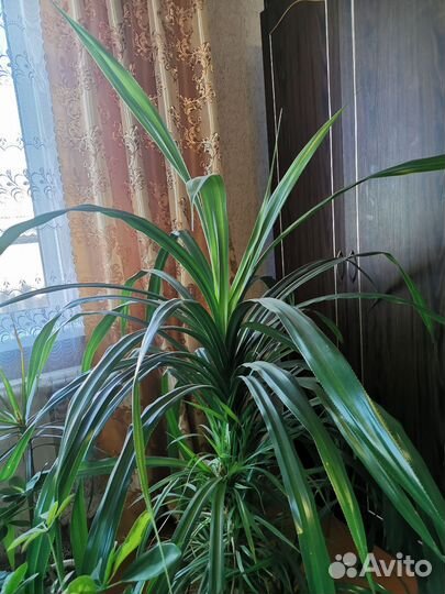 Пальма панданус