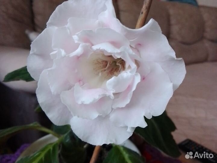 Глоксиния махровая