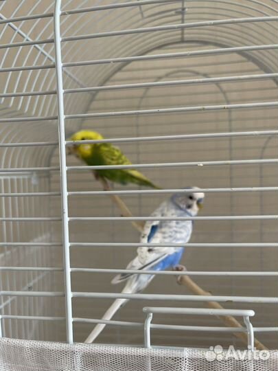 Волнистый попугаи