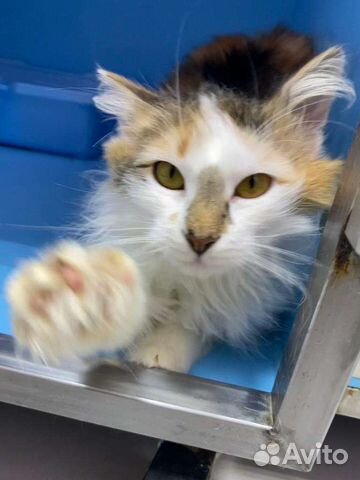 Миниатюрная красота кошечка Мила ищет дом