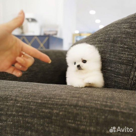 Микро девочки вес до 1.2 кг
