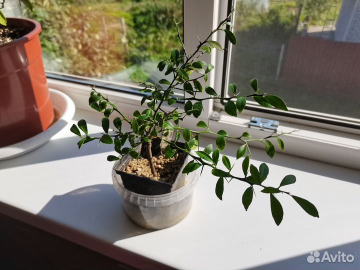 Микроцитрус Кровавый Лайм