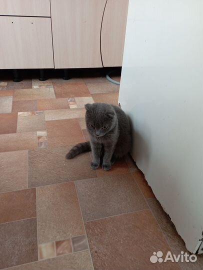 Отдам кота в добрые руки