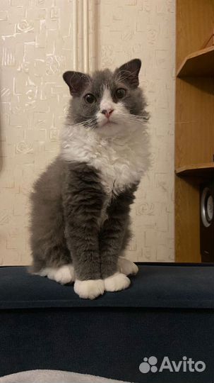 Котенок Серкилк- Рекс вислоухий кудрявый