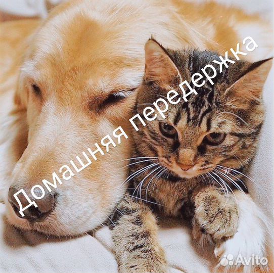 Домашняя передержка