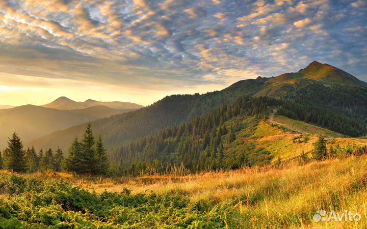 Черенки винограда этого 2023 года разных сортов