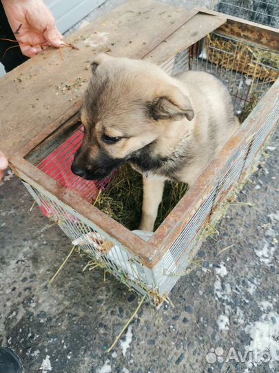Щенок в добрые руки