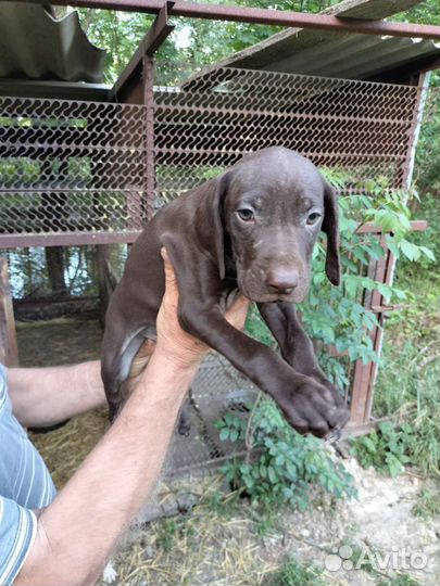 Щенки курцхаара