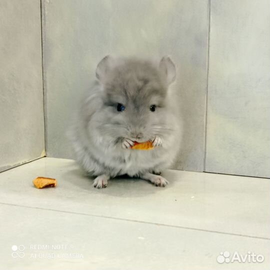 Шиншилла фиолетовая ангора носитель сапфира