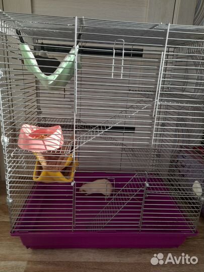 Крыса с клеткой