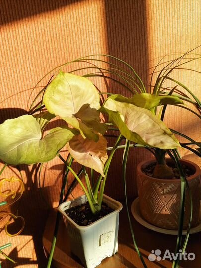 Ароидные растения