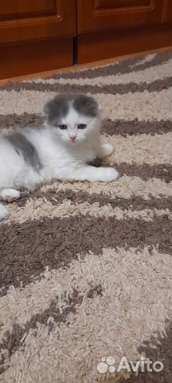 Отдам котят