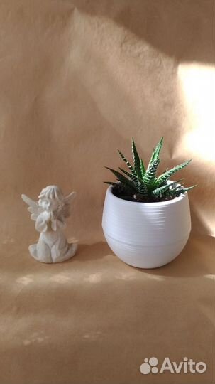 Хавортия кактусы и суккуленты цветы комнатные