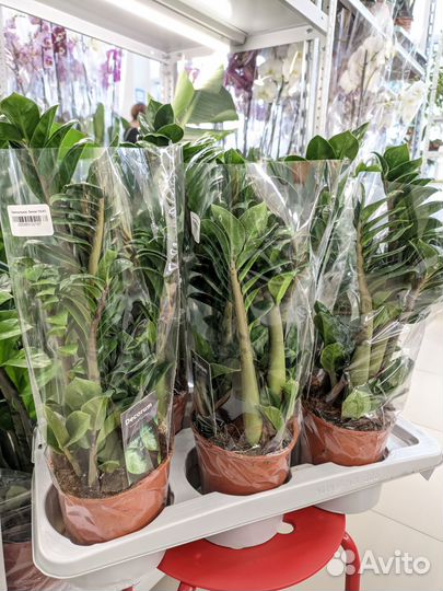 Замиокулькас Зензи 14см/45см