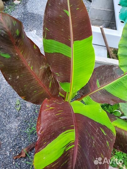 Бананы декоративные и съедобные и большие цветущие