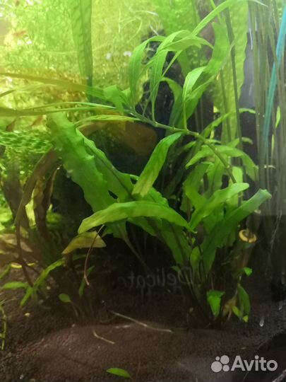 Аквариумные растения
