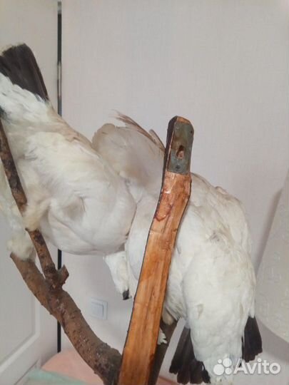 Чучело полярных куропаток на ветке