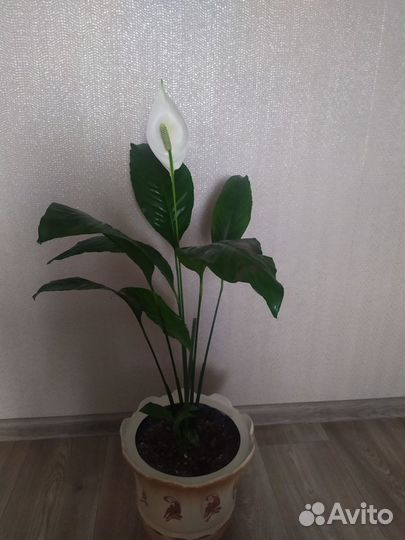 Комнатные растения