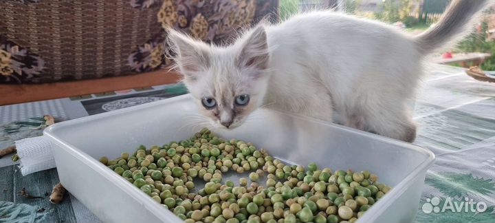 Кошка в дар бесплатно