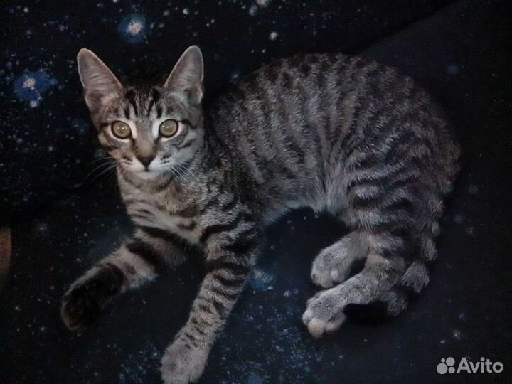 Шотландская прямоухая