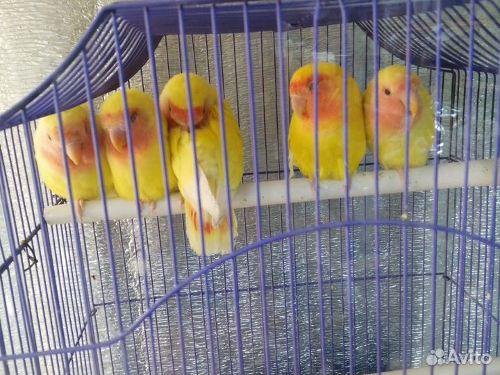 Попугай какарик, неразлучник