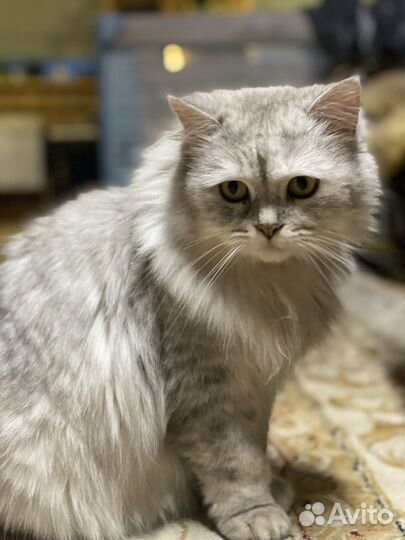 Кошка британская длинношерстная