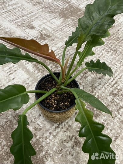 Сциндапсус и Филодендрон