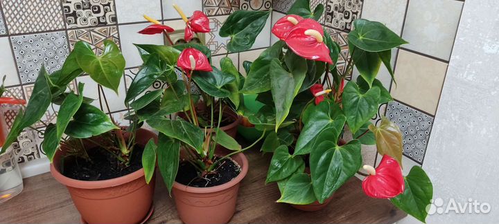 Комнатные цветы антуриум