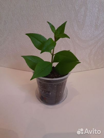 Эсхинантус