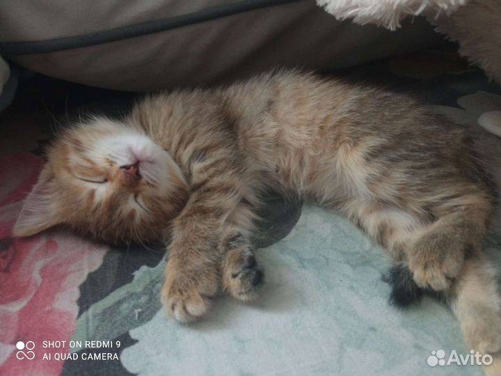 Кошки в добрые руки бесплатно