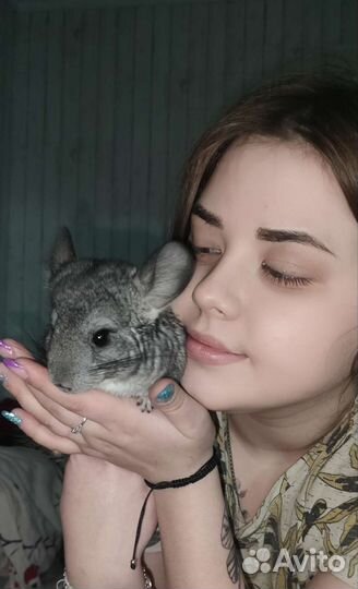 Серебристая шиншилла