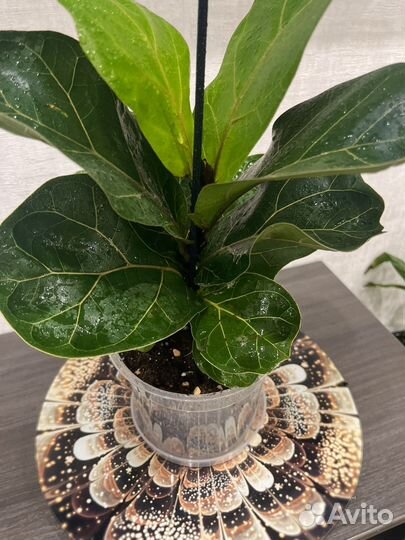 Фикус лирата бамбино