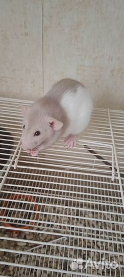 Крыса с клеткой