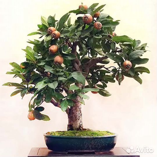 Мушмула японская и германская крупноплодная