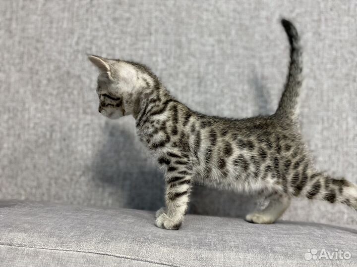Котята саванна ф5