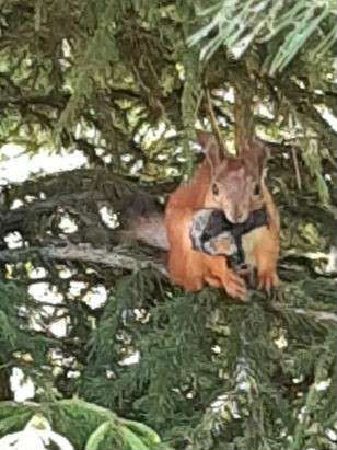 Участок 30 сот. (СНТ, ДНП)