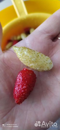 Земляника садовая кусты