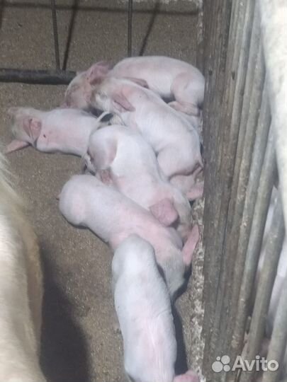 Поросята