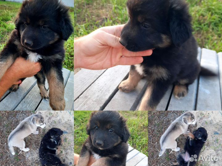 Щенки дворняжки в дар