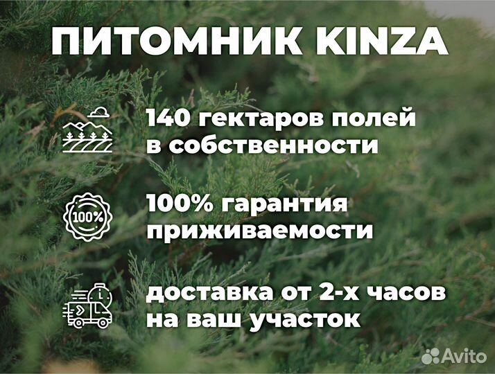 Голубая ель с гарантией