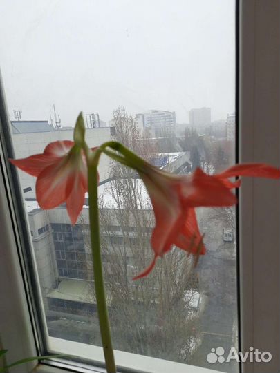 Гиппиаструм