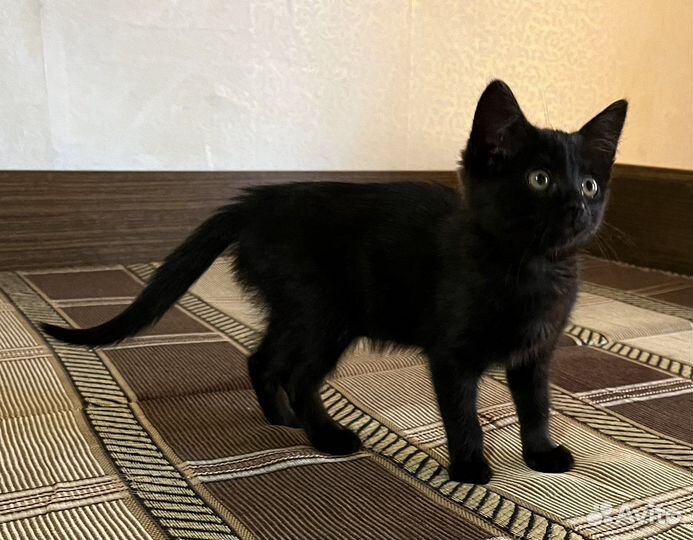 Котенок в добрые руки