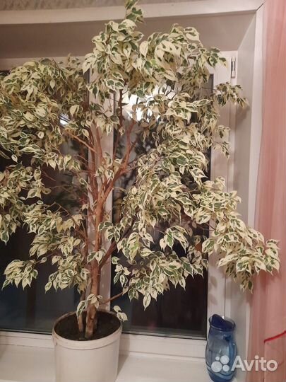 Фикус Твилайт (взрослый)