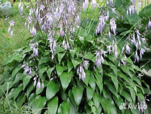 Хоста ланцетолистная и другие многолетники