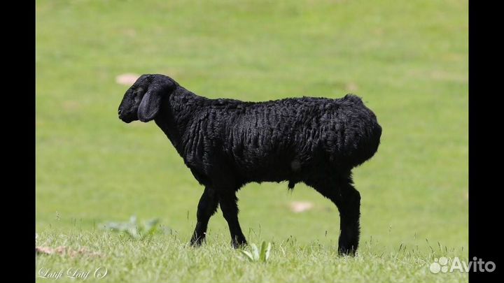 Курдючные баранчики