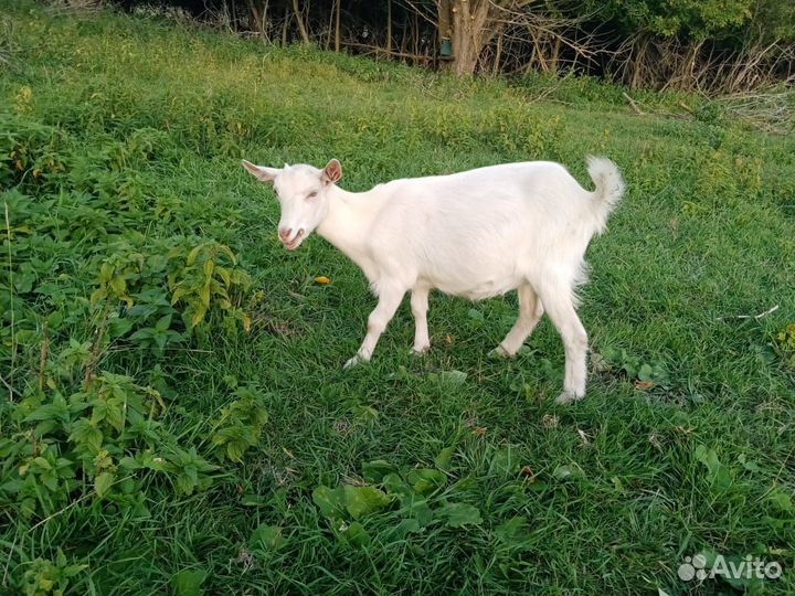 Козы козлята козлы