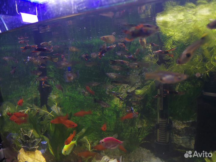 Рыбки: меченосцы и гуппи эндлера