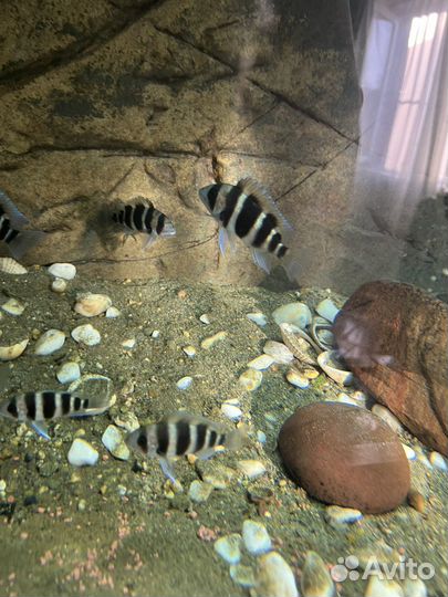 Рыба Фронтоза блюзаир