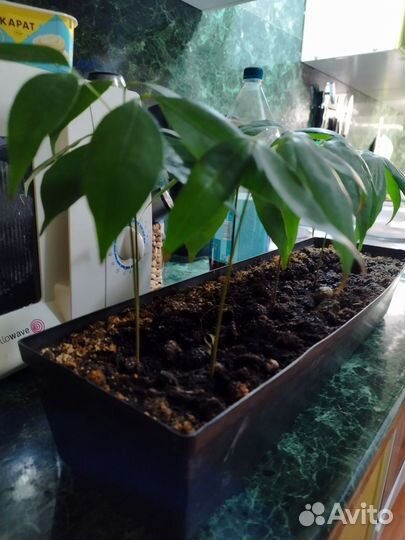 Личи саженцы